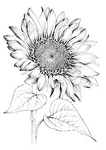 Heike Brettschneider